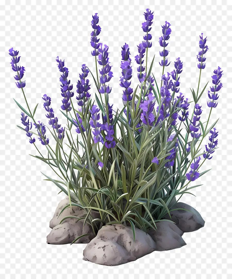 Lavanda 3d，Lavanda PNG