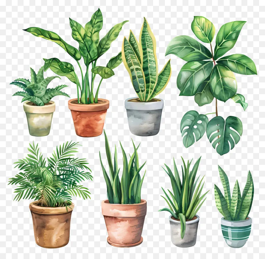 Plantas Interiores，Las Plantas En Maceta PNG