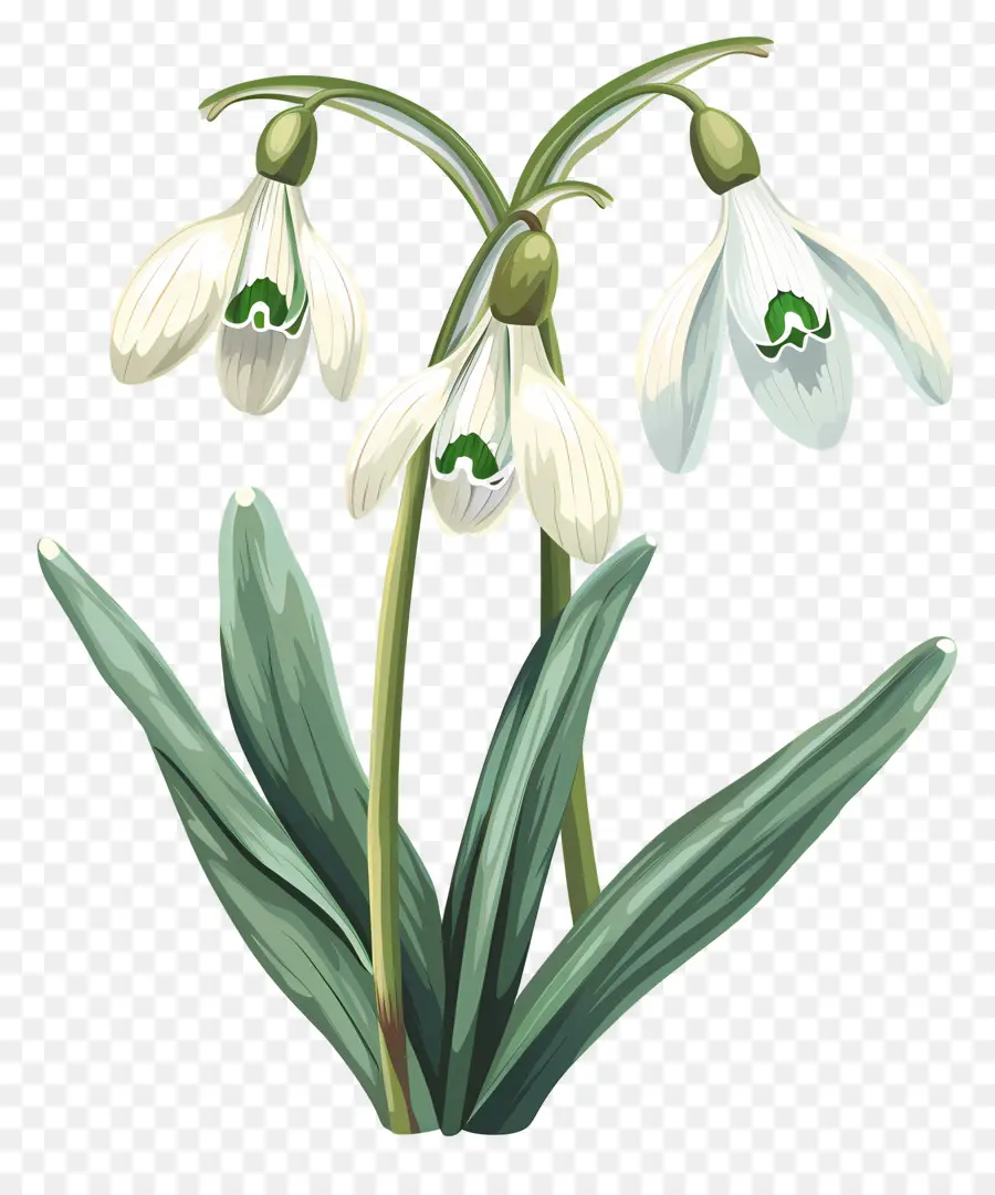 Flor De Nieve，Flor Blanca PNG