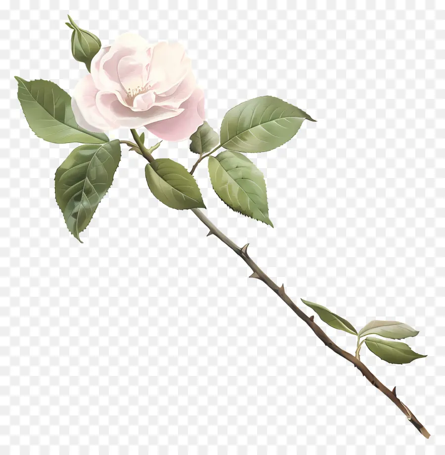 Pastel De Flor，De La Rosa Blanca PNG