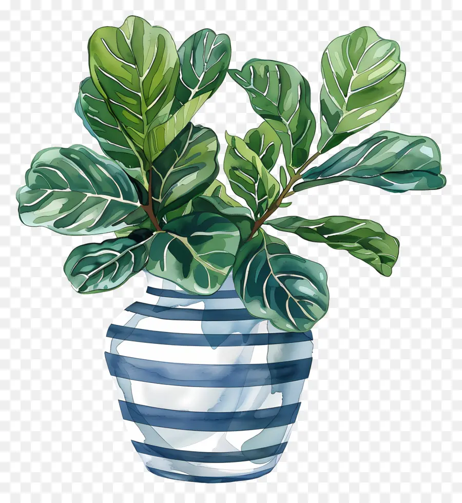 Ficus Lyrata，Azul Y Blanco Florero PNG