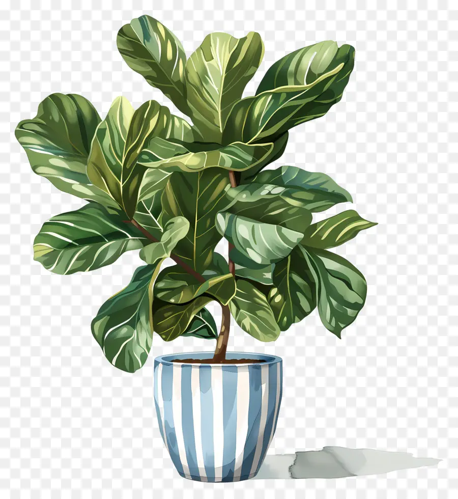 Ficus Lyrata，Pintura PNG