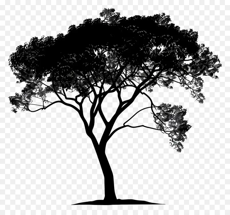 Silueta De árbol，Árbol PNG