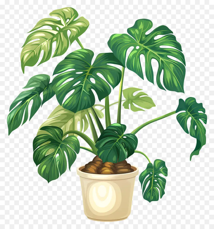 Monstera Deliciosa Planta，Planta En Maceta PNG