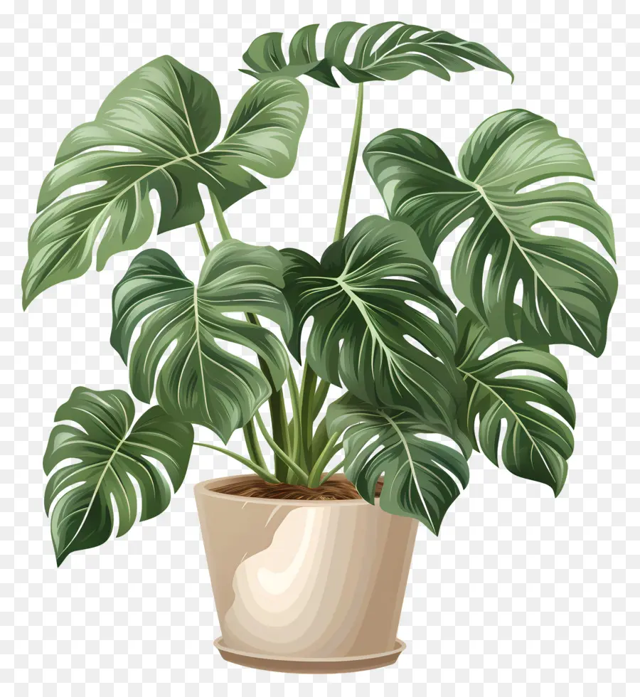 Monstera Deliciosa Planta，Monstruo De La Planta PNG