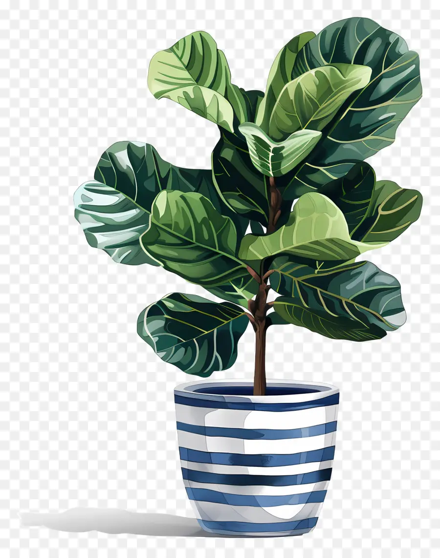 Ficus Lyrata，Planta De Helecho PNG