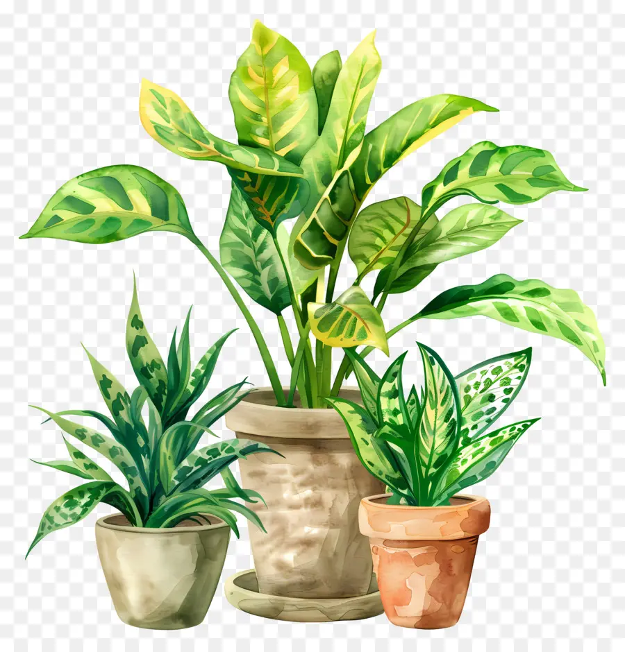 Plantas Interiores，Las Plantas En Maceta PNG