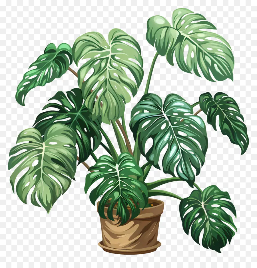 Monstera Deliciosa Planta，Planta PNG