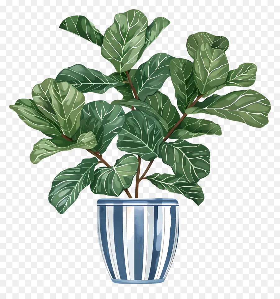 Ficus Lyrata，Planta Ficus PNG