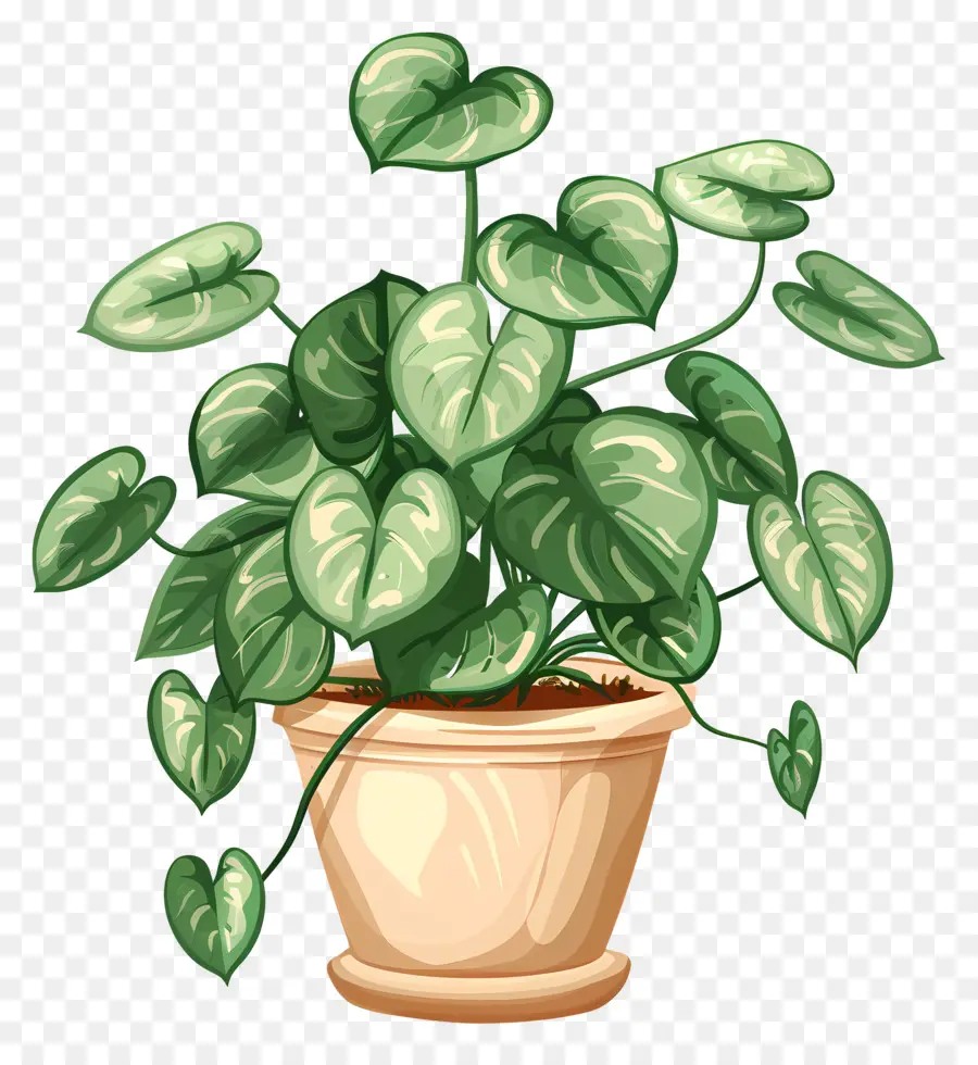 Planta De Interior，Planta En Maceta PNG