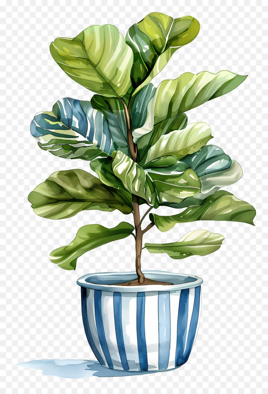 Ficus Lyrata，Planta De Helecho PNG