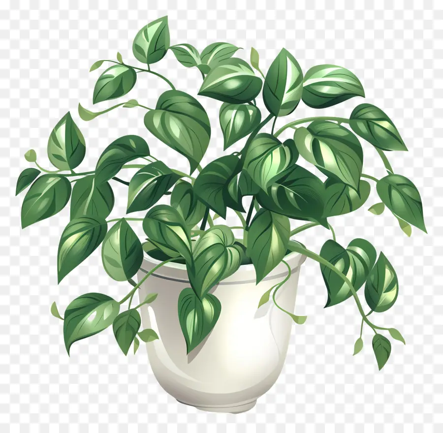 Planta De Interior，Planta En Maceta PNG