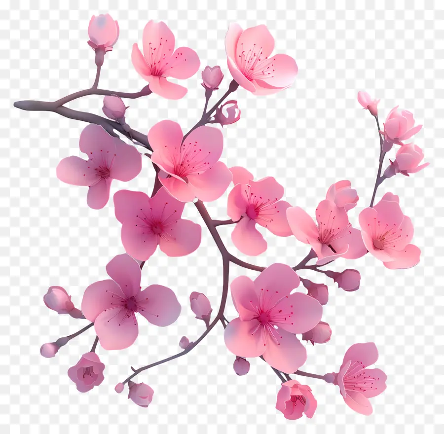 Conde Sakura，La Floración De árboles PNG