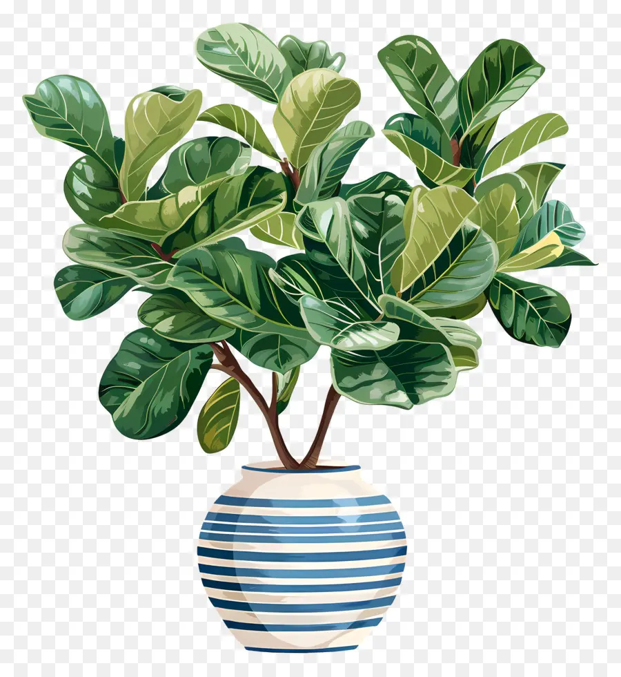 Ficus Lyrata，Las Plantas De Interior PNG