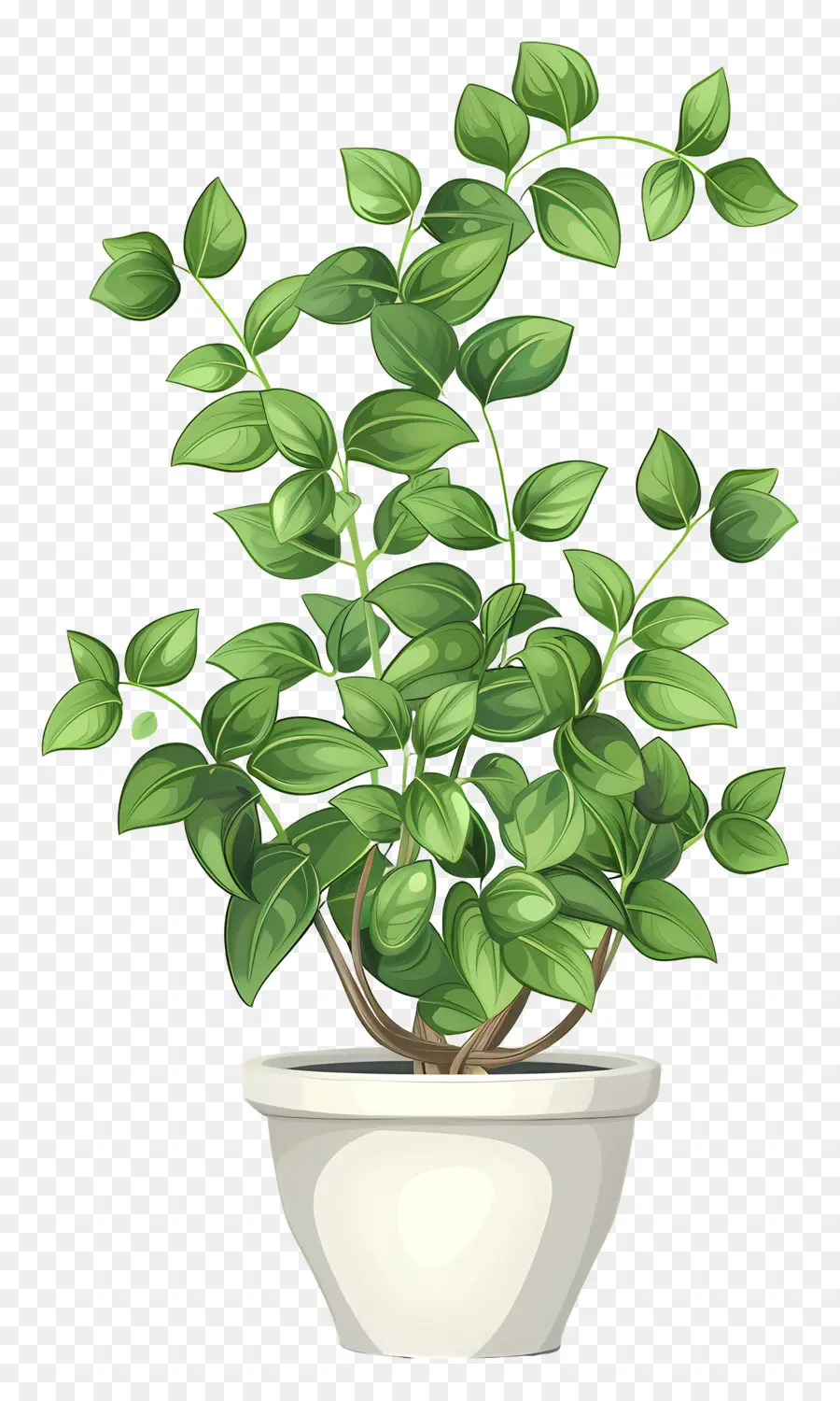 Planta De Interior，Planta En Maceta PNG