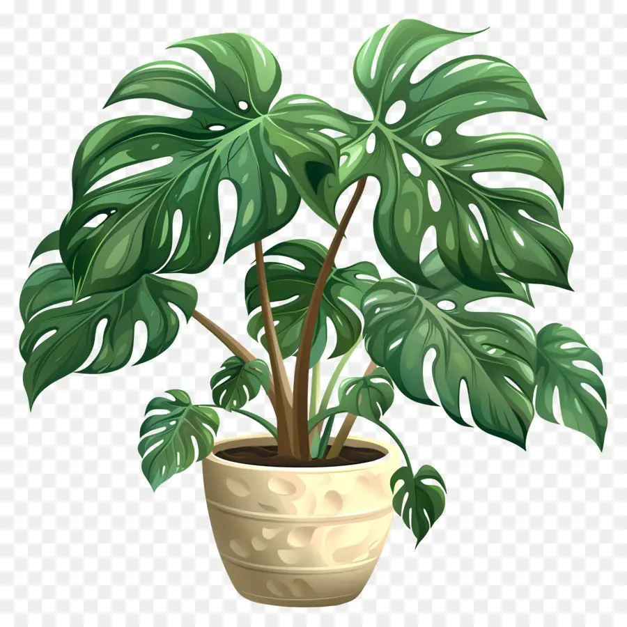 Monstera Deliciosa Planta，Plantas Monstruosas PNG