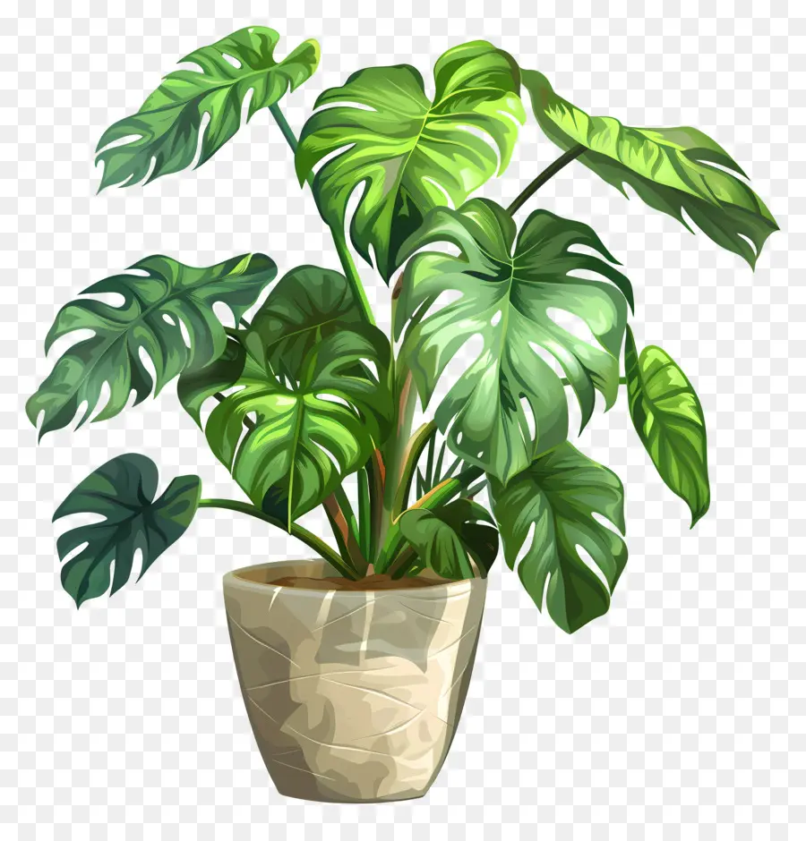 Monstera Deliciosa Planta，Planta De Interior PNG