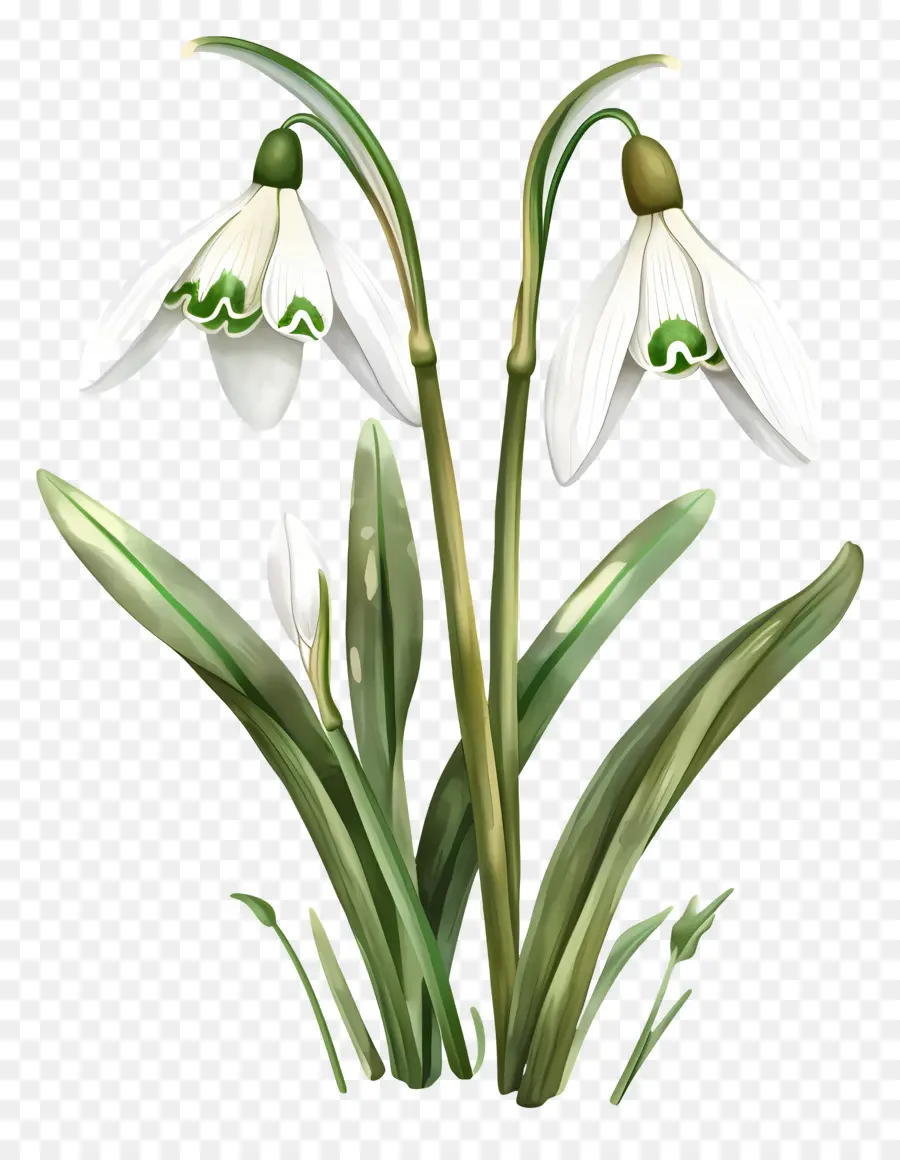 Flor De Nieve，Campanilla De Invierno PNG