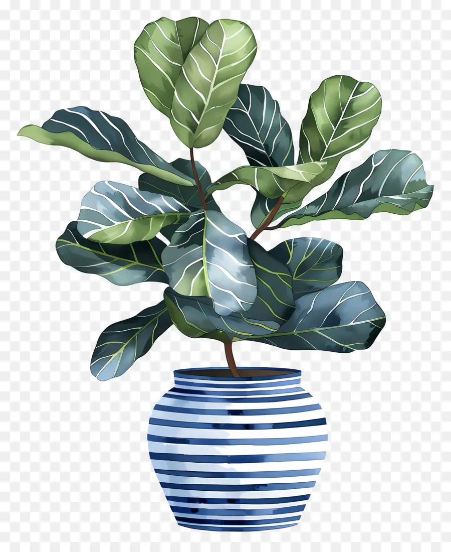 Ficus Lyrata，Las Plantas De Interior PNG