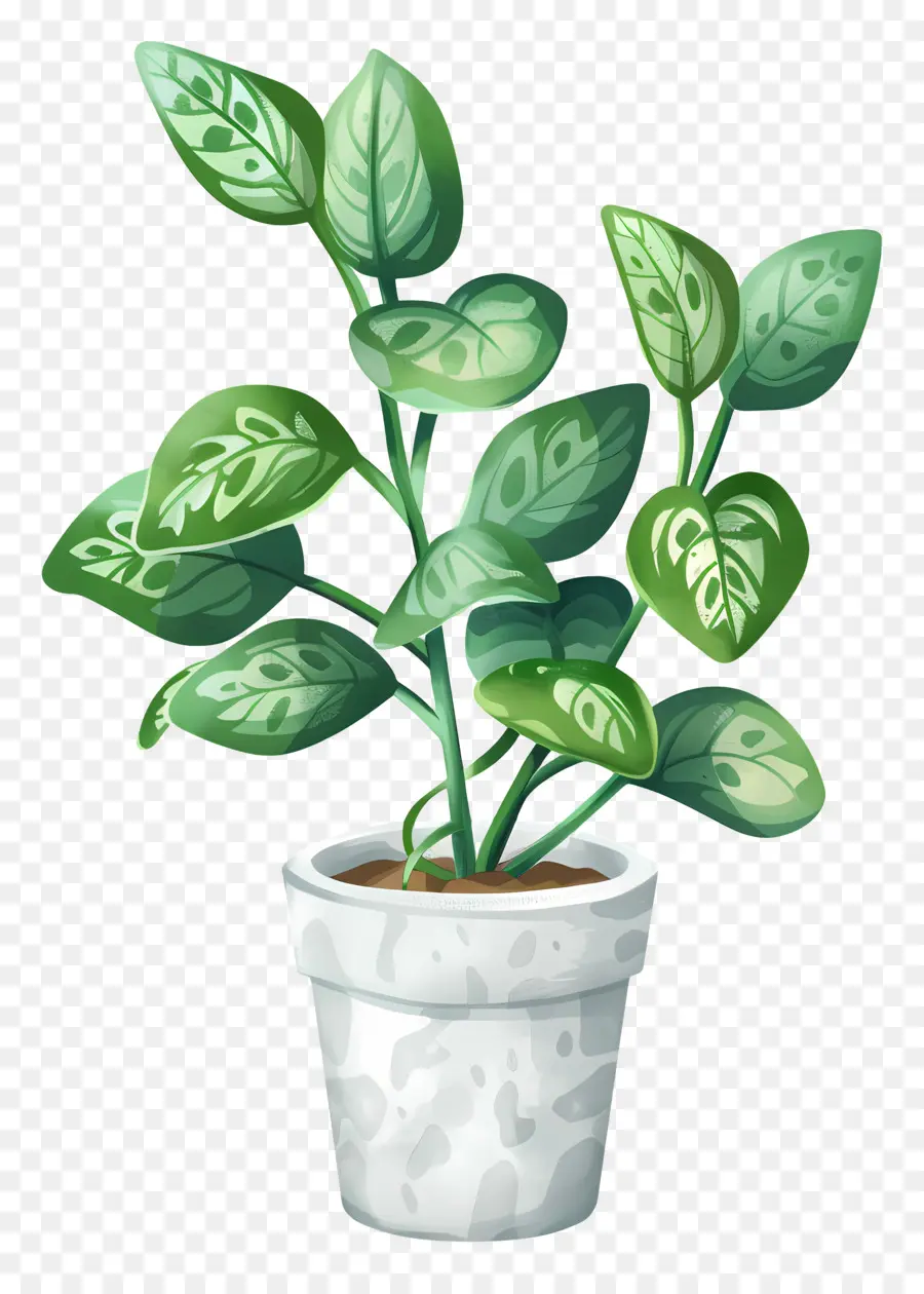 Planta De Interior，Hojas Verdes PNG