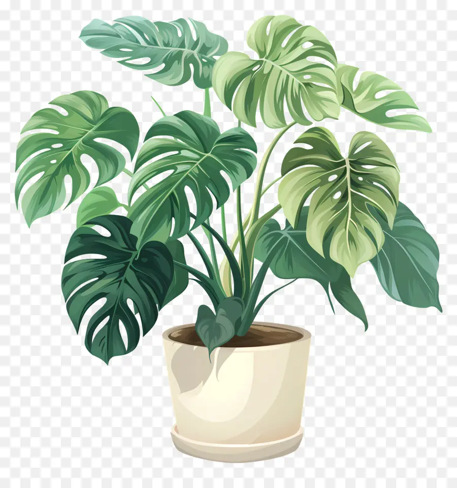 Monstera Deliciosa Planta，Planta En Maceta PNG