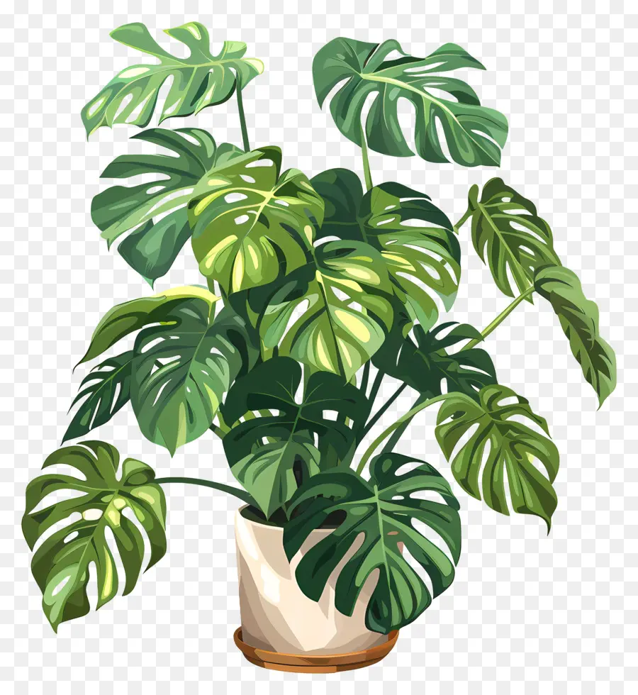 Monstera Deliciosa Planta，Monstruo De La Planta PNG