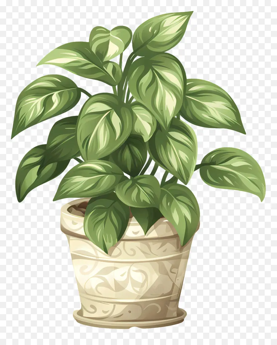 Planta De Interior，Planta En Maceta PNG