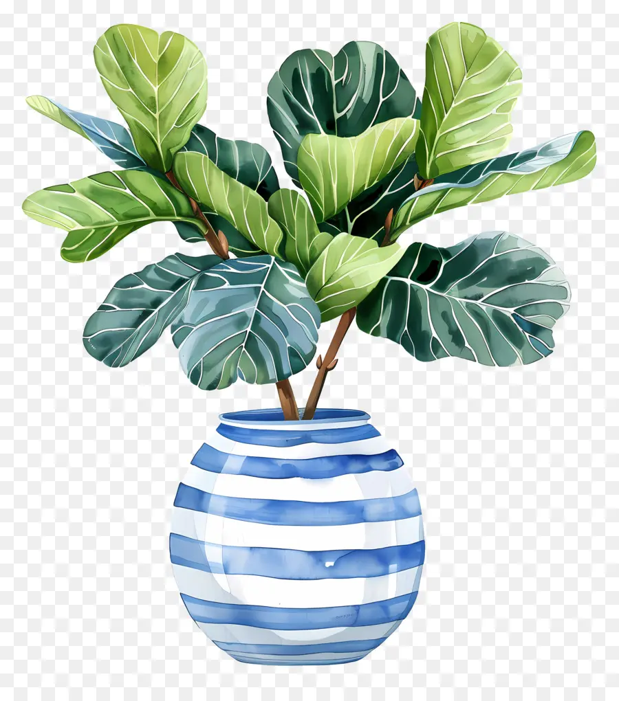 Ficus Lyrata，Jarrón De Rayas Azules Y Blancos PNG