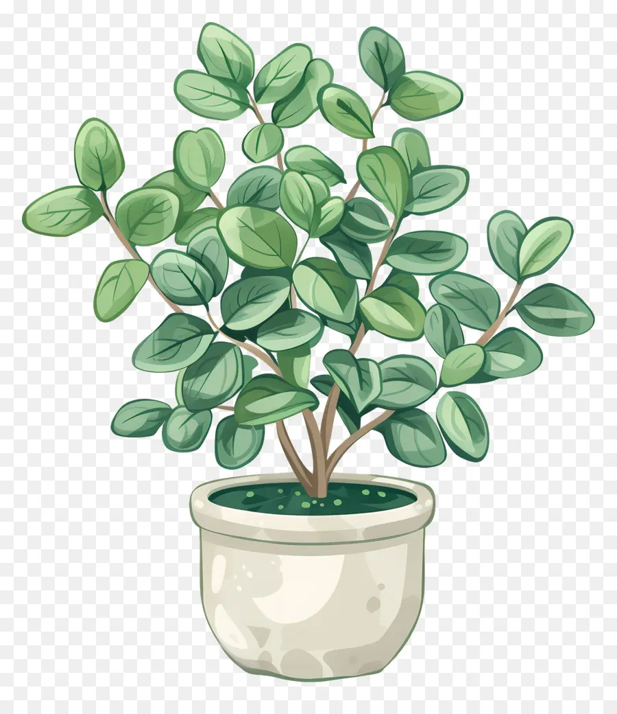 Planta De Interior，Planta En Maceta PNG