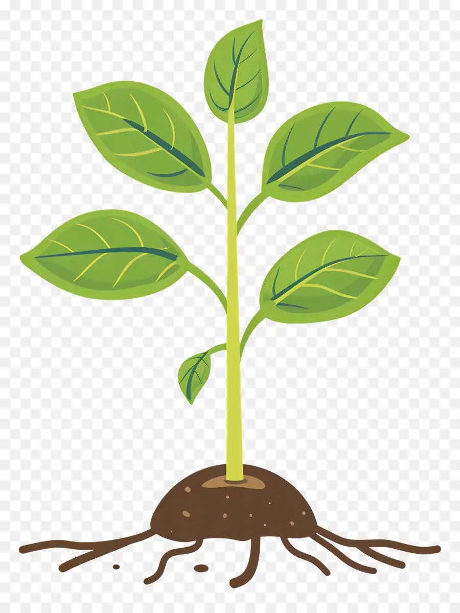 Plántula，Planta PNG