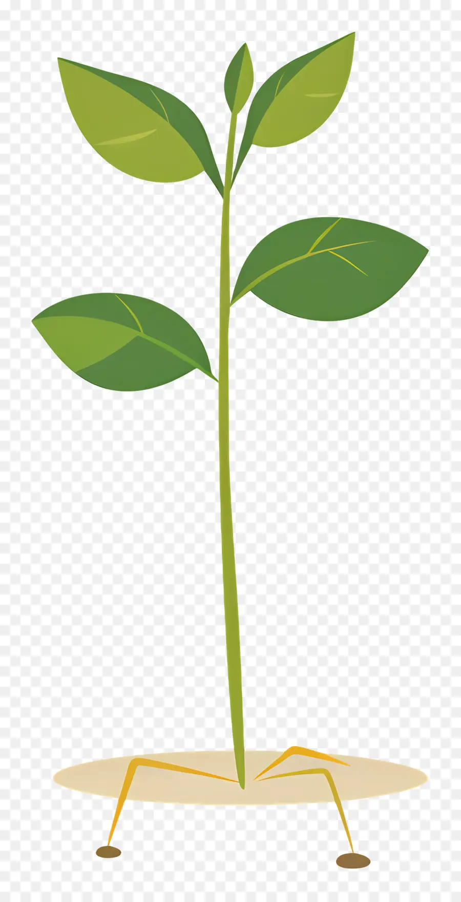 Arbolito，Planta PNG