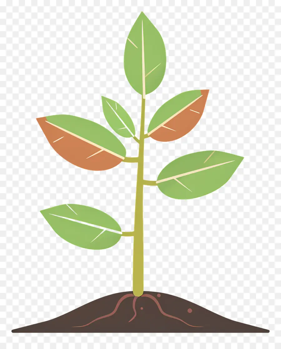 Plántula，Planta PNG