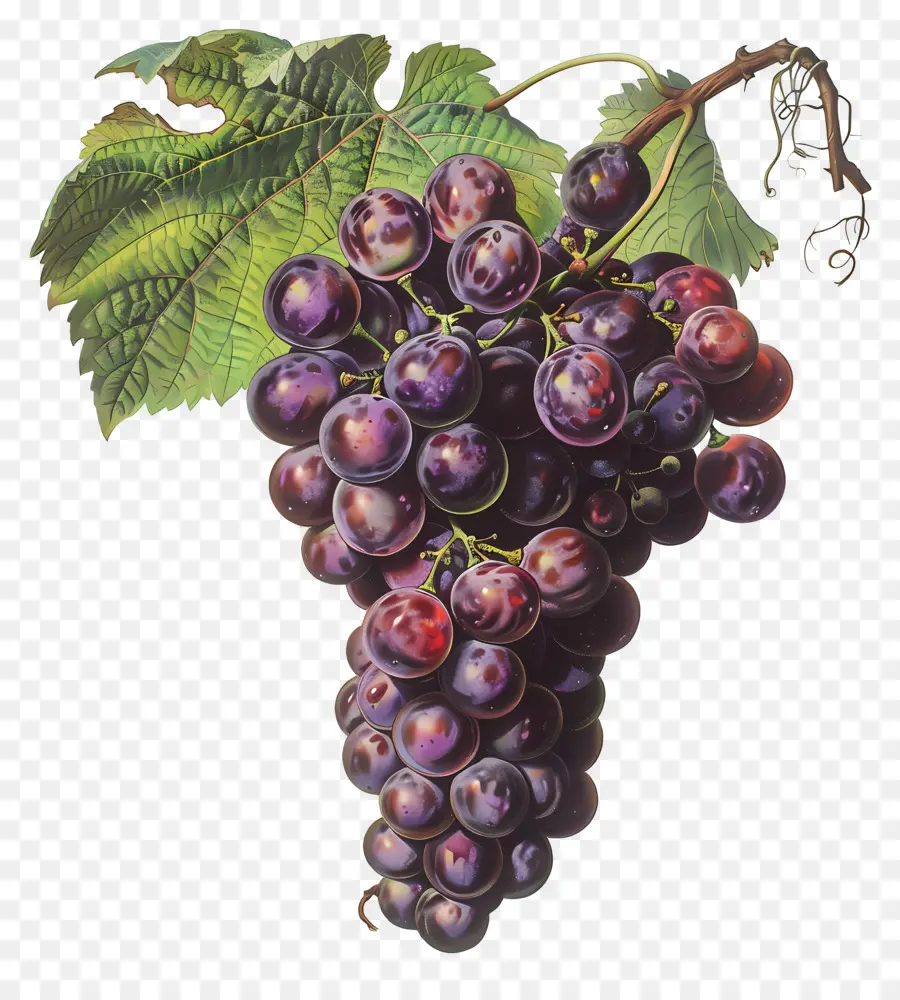 Racimo De Uvas，Las Uvas PNG