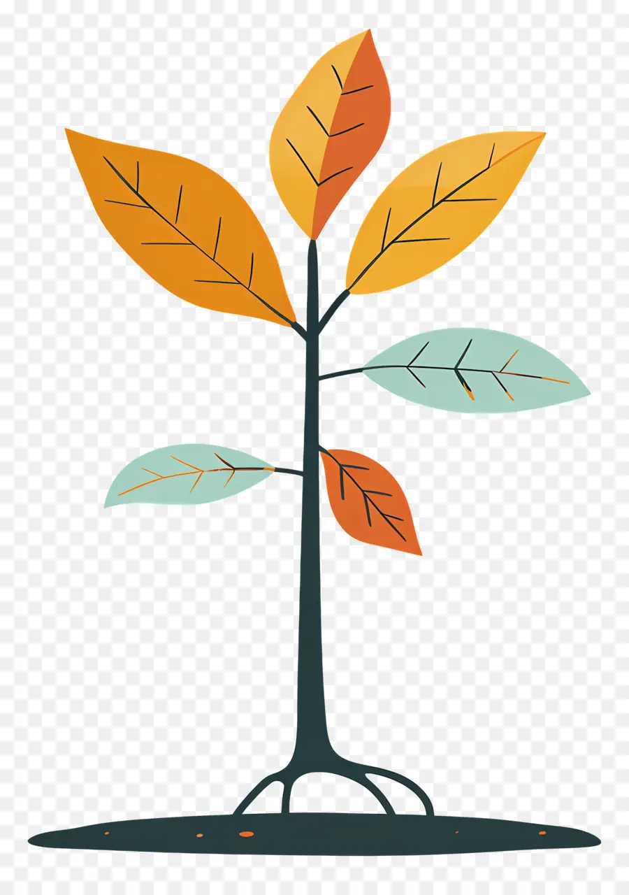 Arbolito，Planta PNG