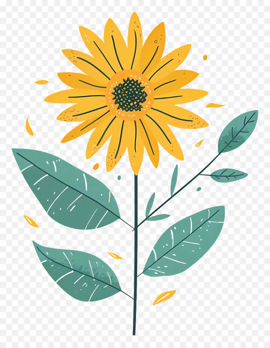 Girasol，Black Background PNG