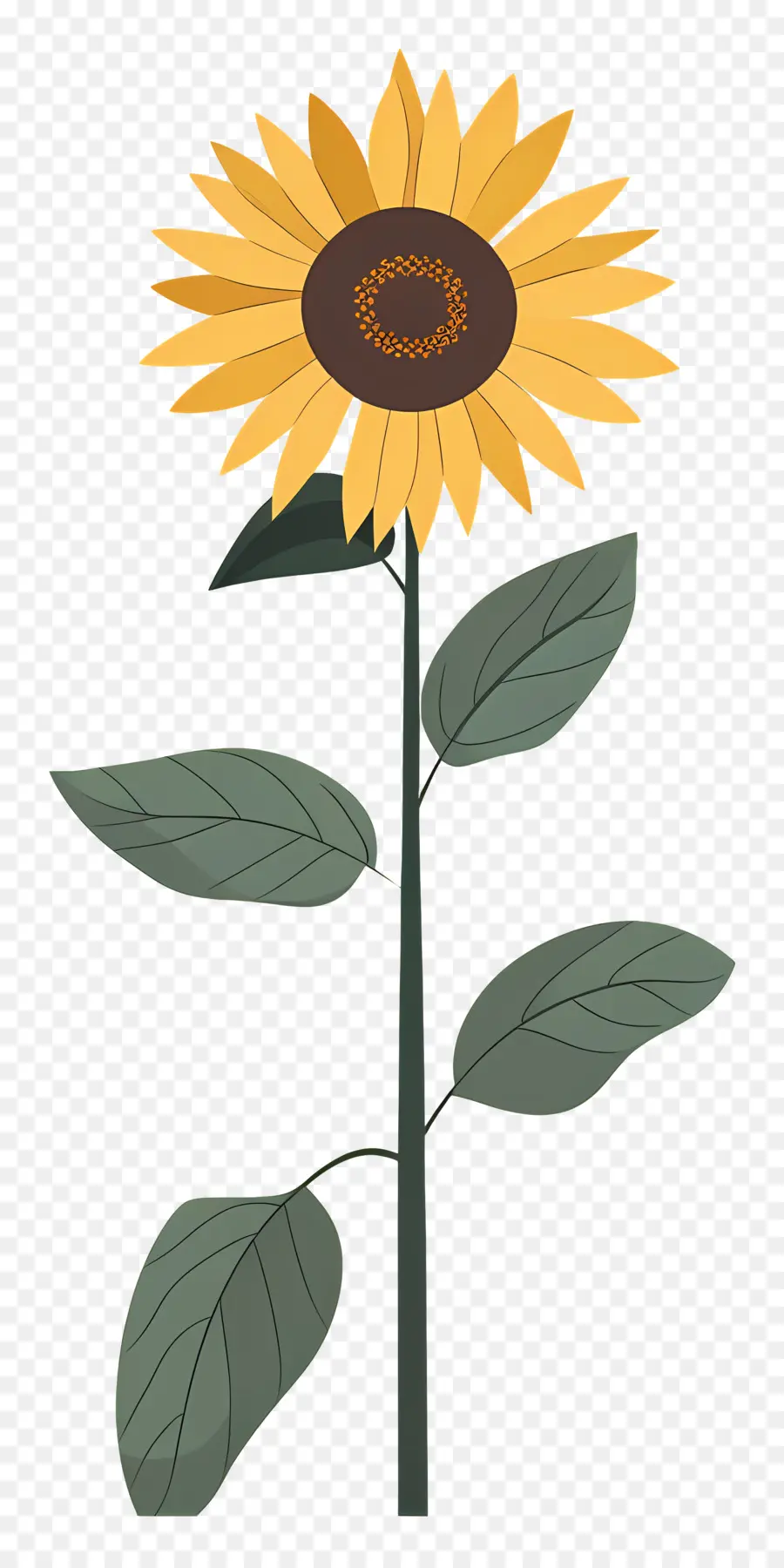 Girasol，Pétalos Amarillo PNG