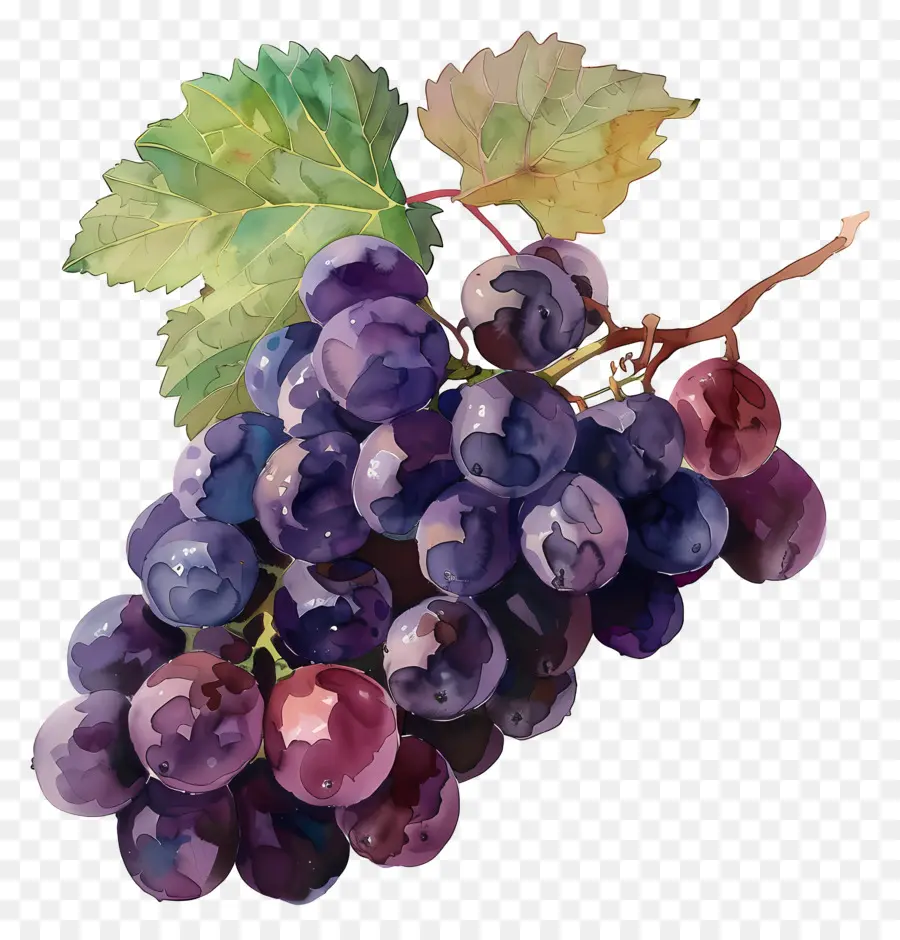 Racimo De Uvas，Las Uvas PNG