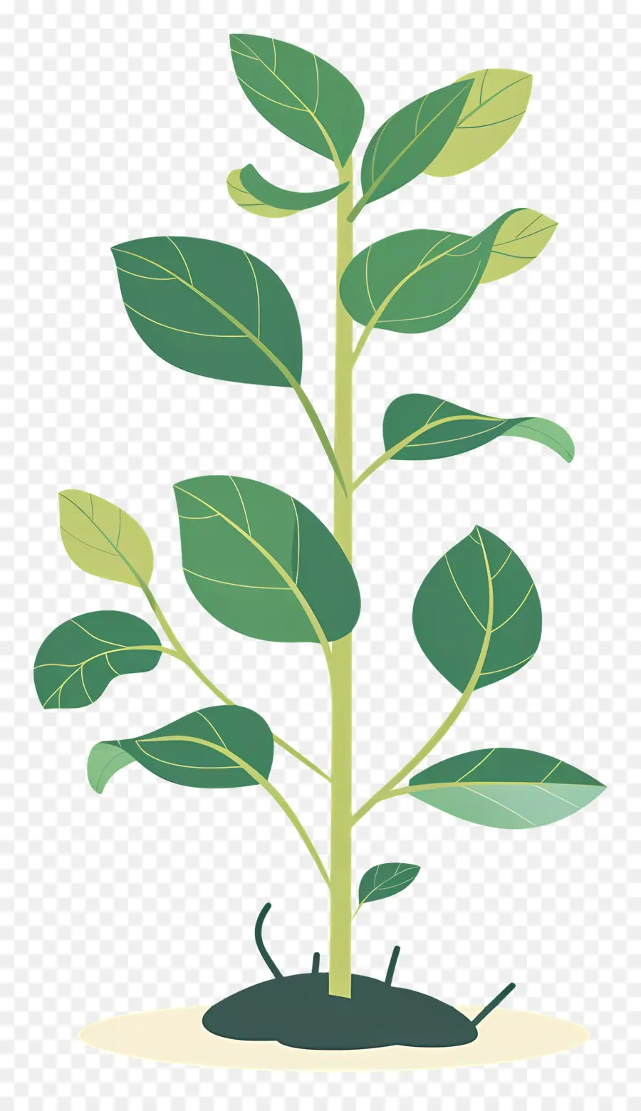 El Crecimiento De Las Plantas，Planta PNG