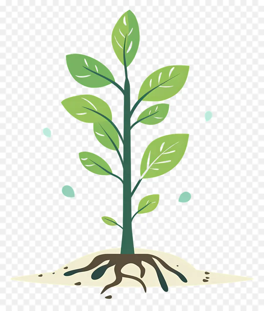 Plántula，Planta Joven PNG