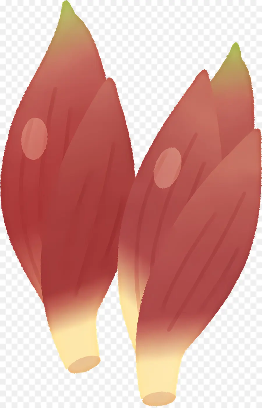 Myoga，Las Flores De Color Rojo PNG