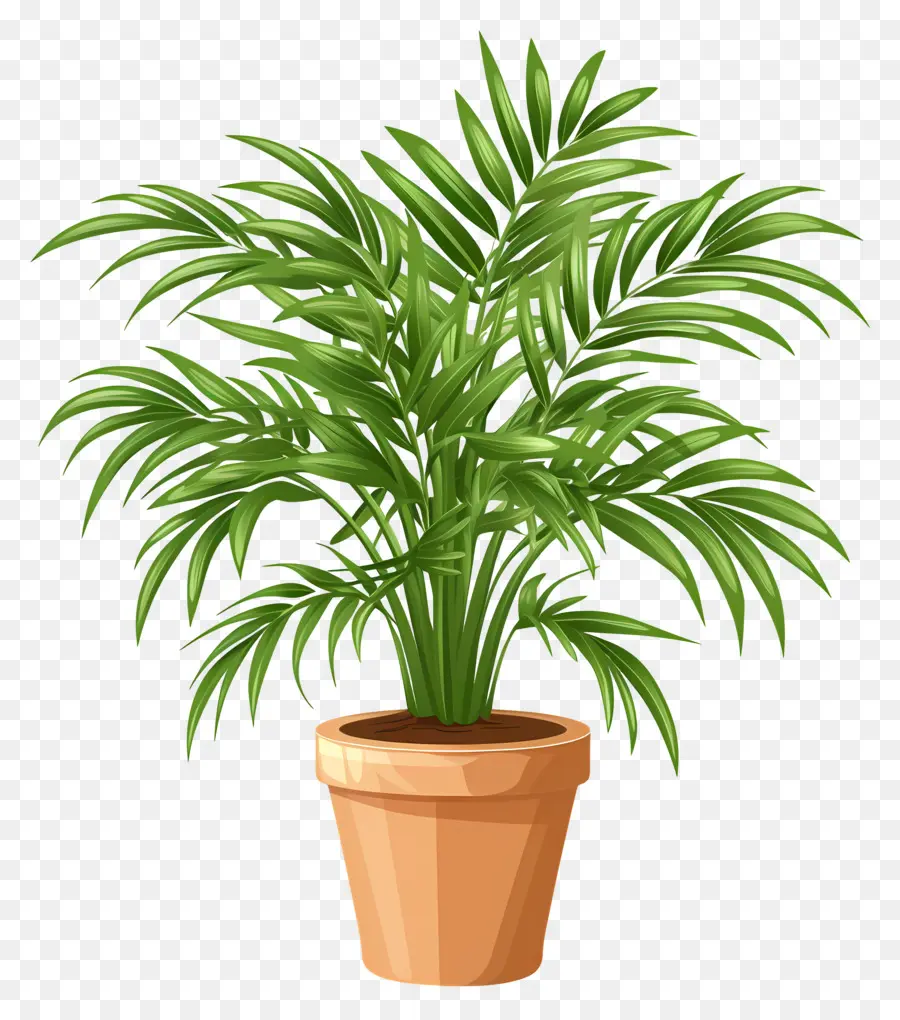 Palma，Planta En Maceta PNG