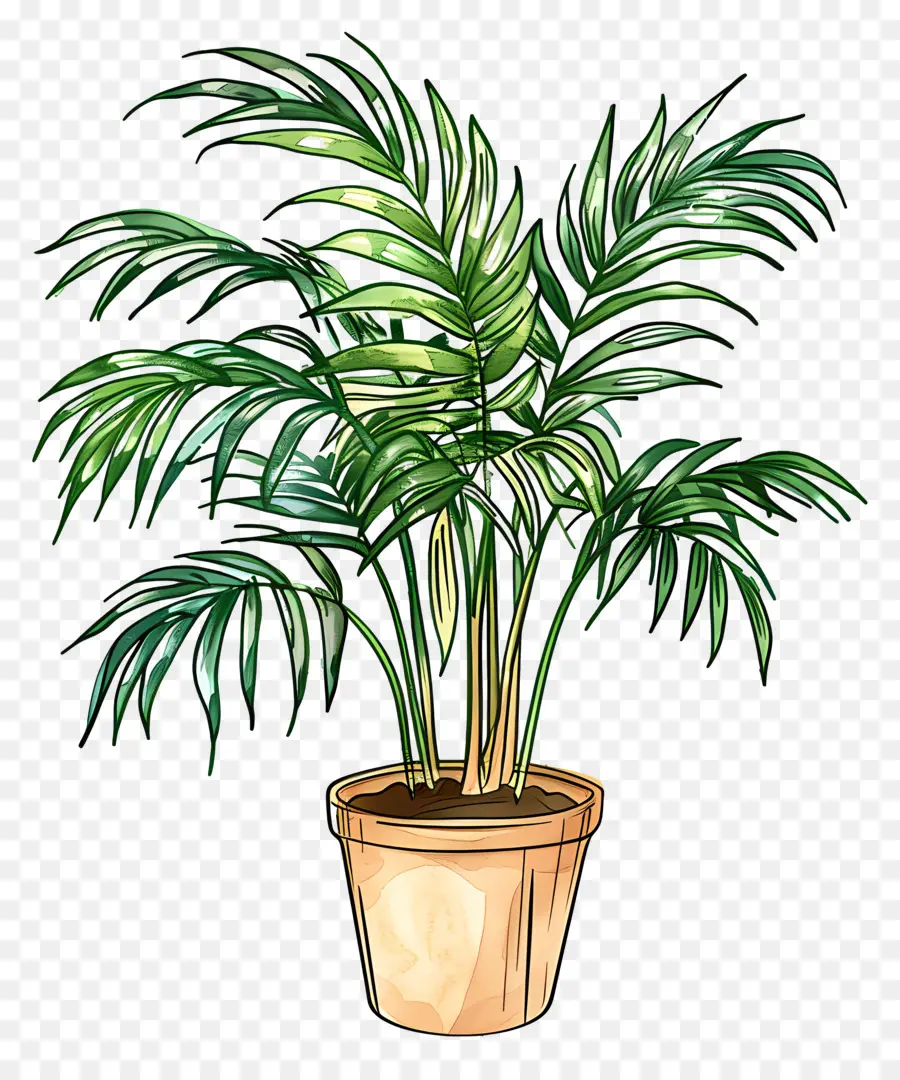 Palma，Planta En Maceta PNG