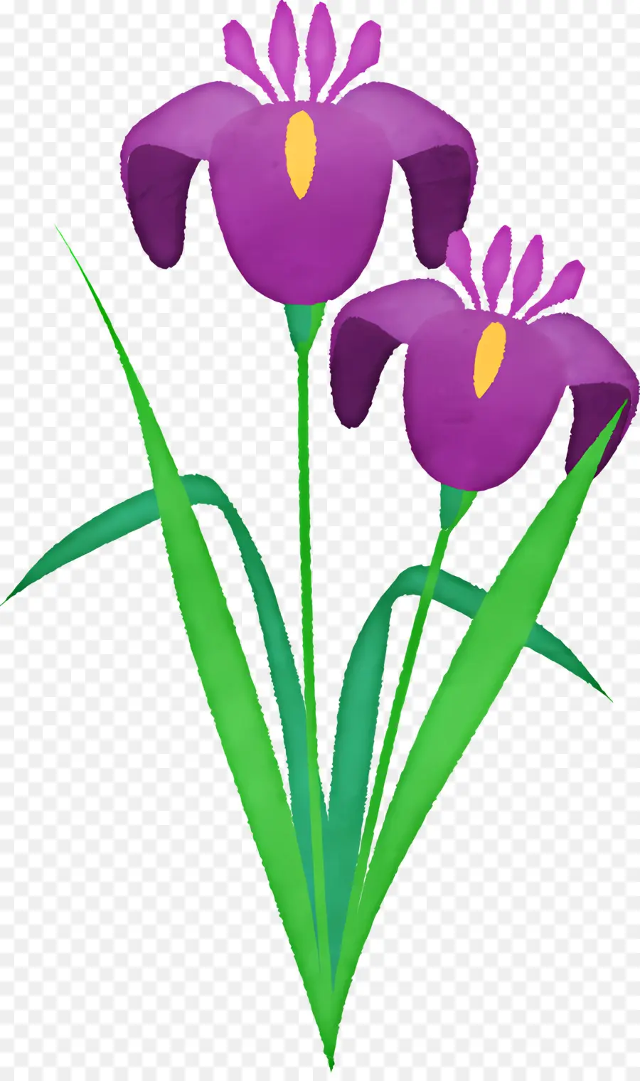 Flor De Iris，Flor Morada PNG