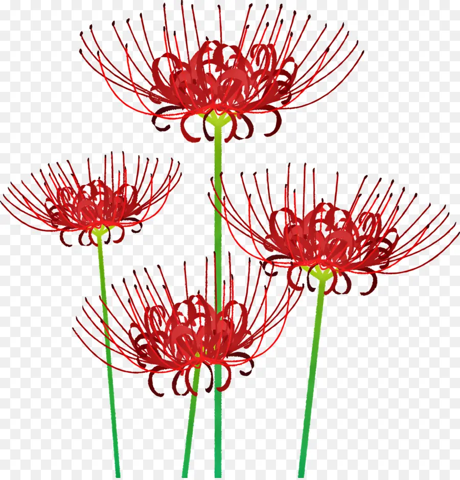 Spider Lilies，Las Flores De Color Rojo PNG