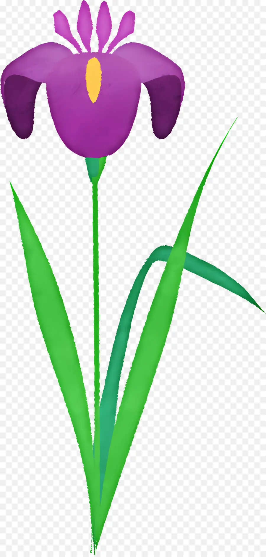 Flor De Iris，Iris Púrpura PNG