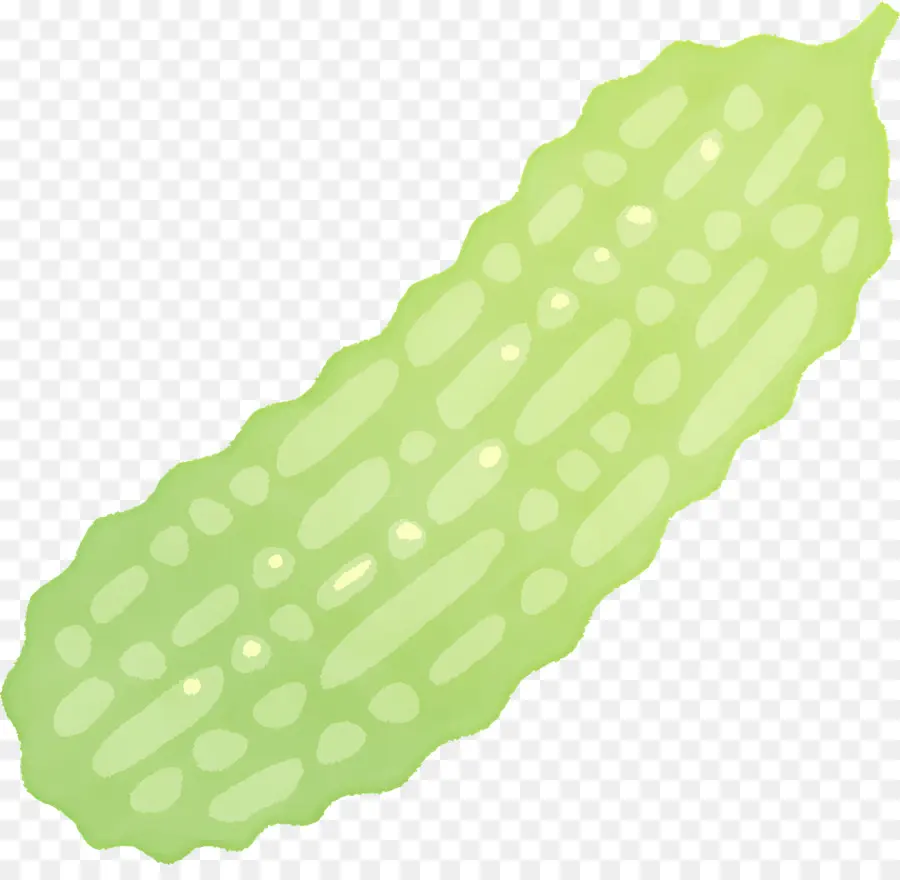 Melón Amargo，Melón Amargo Verde PNG