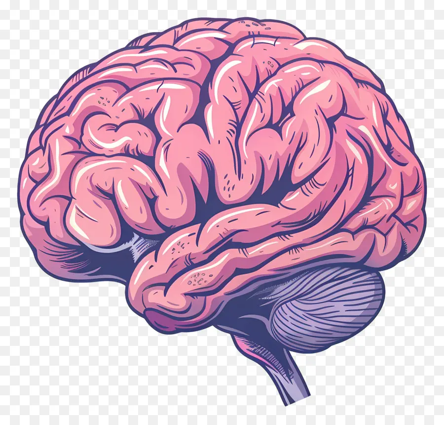 Cerebro，El Cerebro Humano PNG