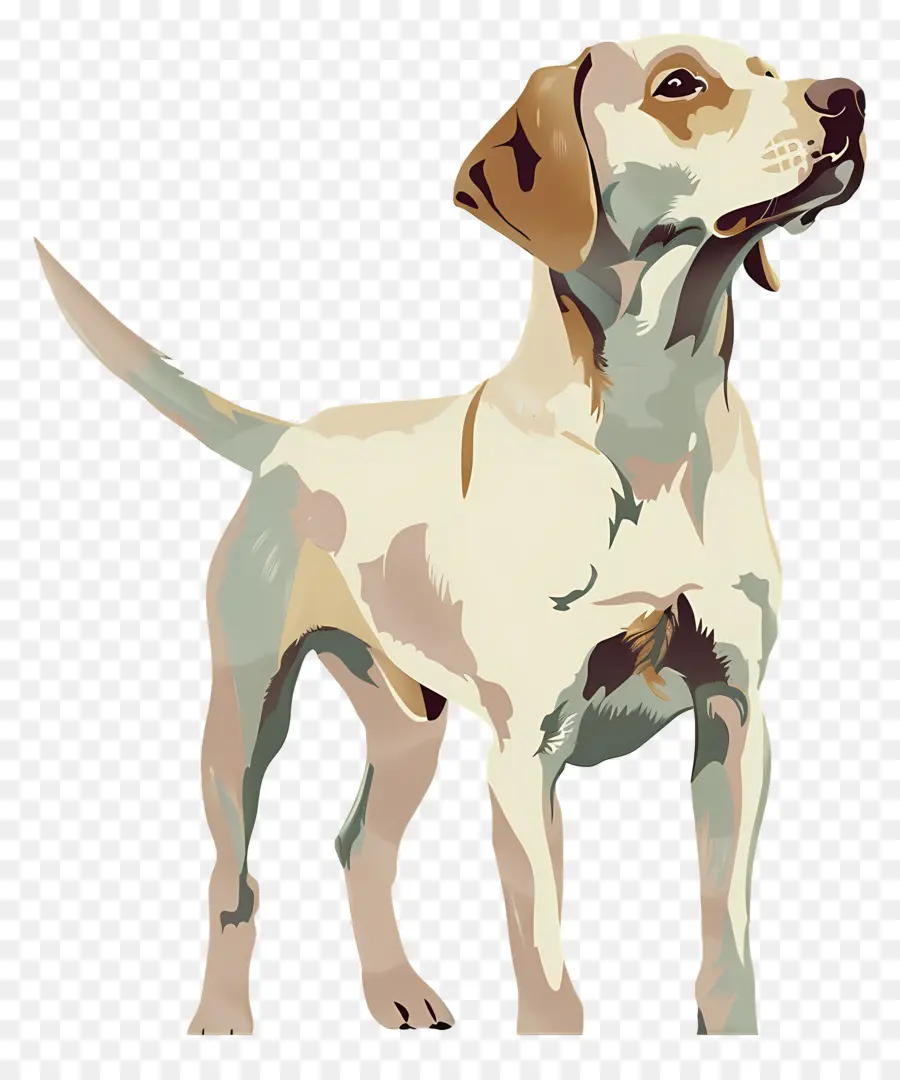 Perro，Marrón Y Blanco PNG