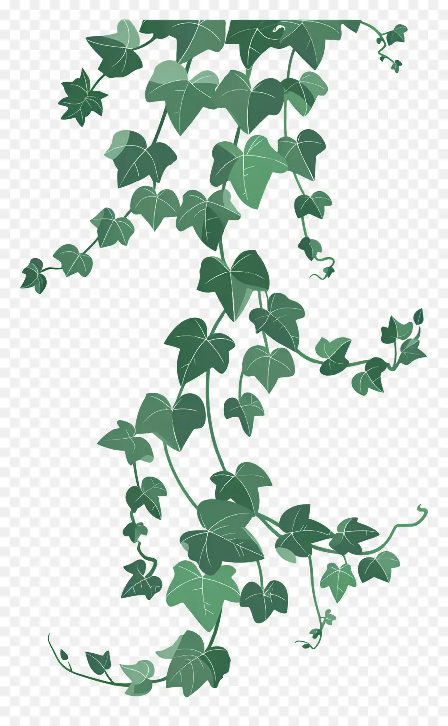 Ivy，Vid PNG