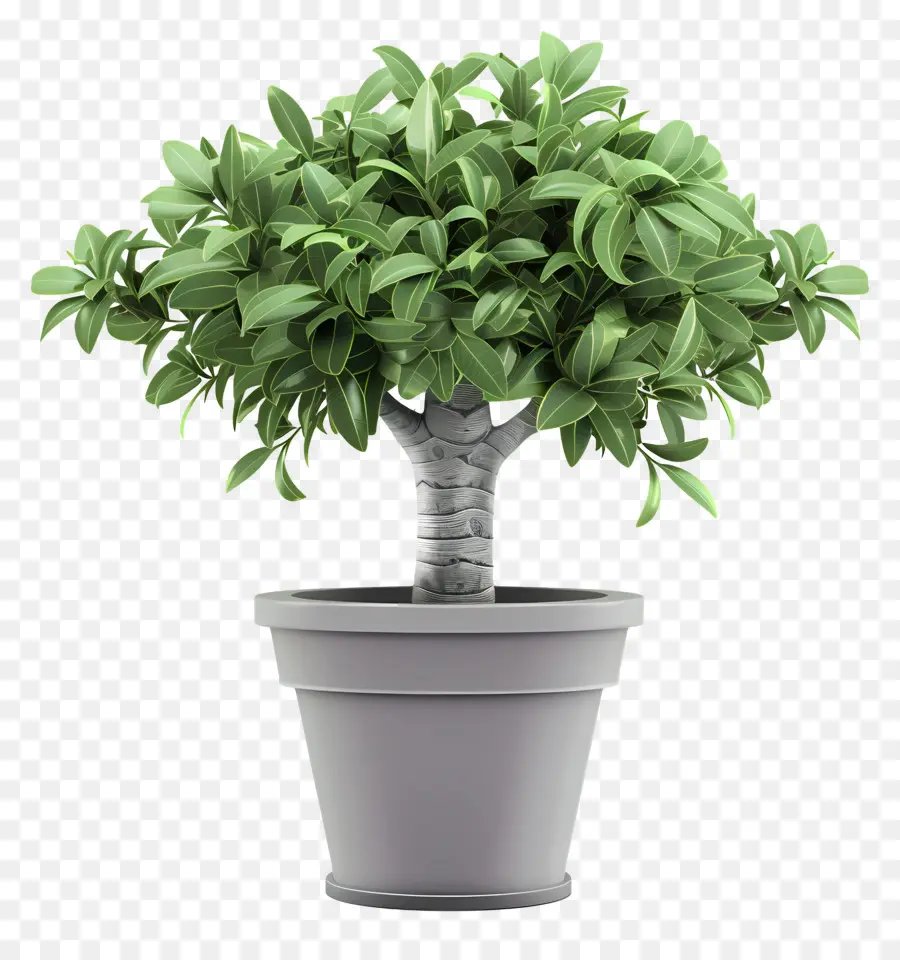 Dollar Tree，árbol De Los Bonsais PNG